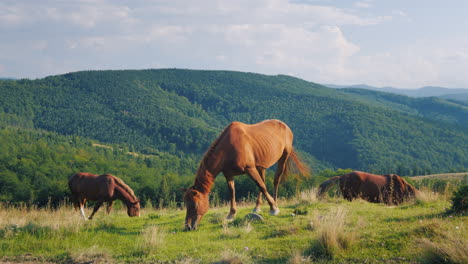 Several-Horses-Graze-In-A-Picturesque-Valley-Against-The-Backdrop-Of-The-Mountains-Green-Tourism-Con