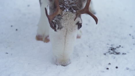 close up slowmotion of a reindeer trying to find food from a frozen ground in lapland finland