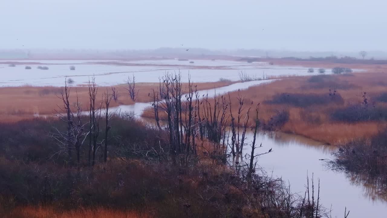 Spooky træer rejser sig fra kolde moser, mens skarver sidder i den tågede lettiske luft