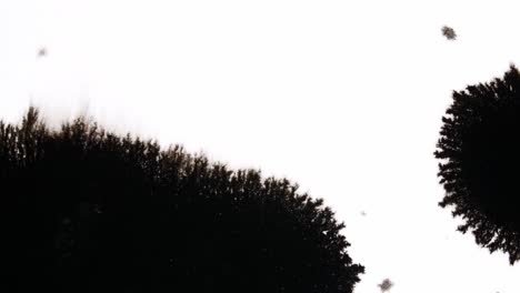 black ink drops on white background