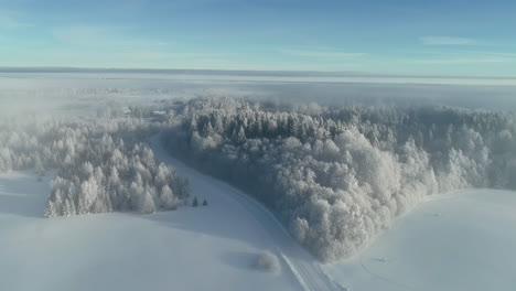 An-aerial-view-zooming-in-into-a-misty-winter-forest-with-pines-covered-in-snow