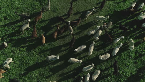 aerial view of large herd of alpacas