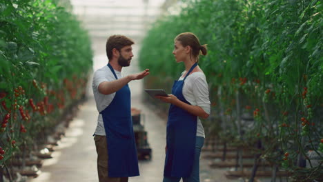 pareja de agrónomos que supervisan la producción de la cosecha de tomate en una plantación de invernadero