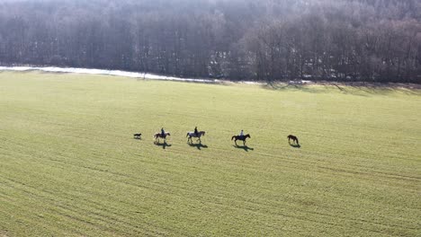 horses-walking-on-a-grassy-green-field-in-the-wintertime