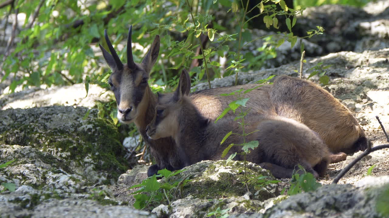 cerca de una linda familia de gamuzas descansando sobre rocas en el desierto durante el verano
