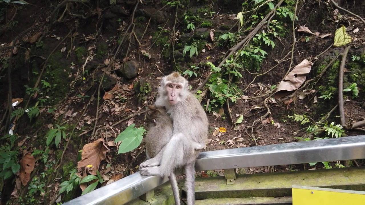 Close Up of Mother Macaque Monkey Holding Her Baby on Railing Sacred Monkey Forest Ubud Bali
