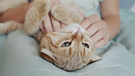 the child strokes his pet - gives him a head massage. cat enjoys