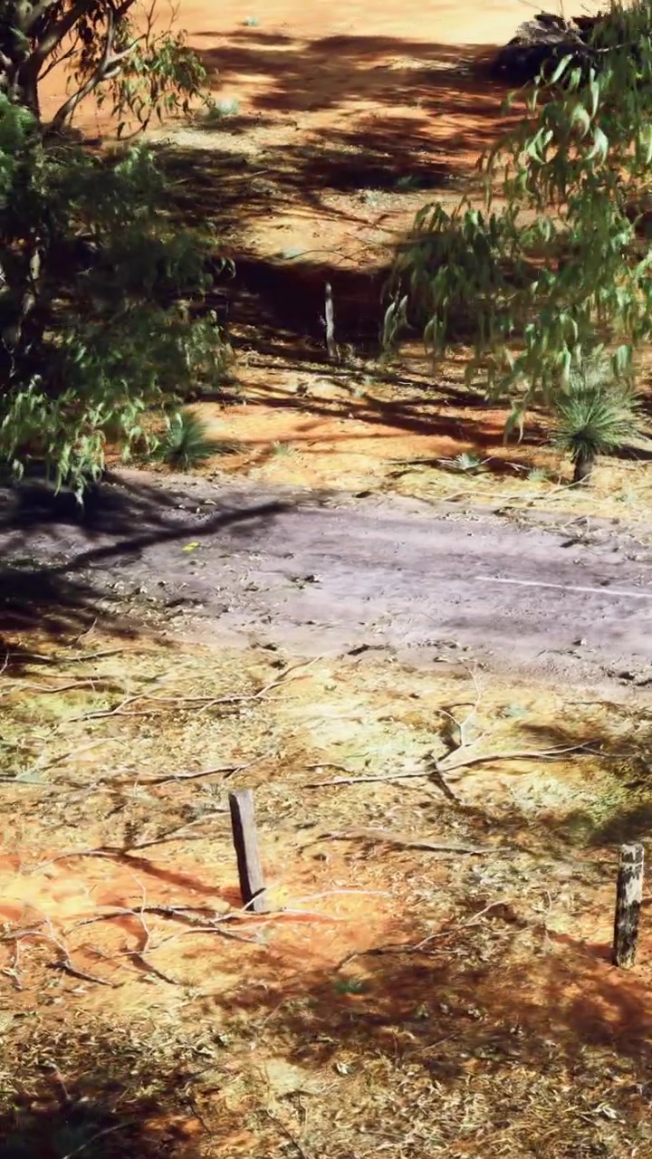Lucertola che si muove su un sentiero sterrato nella foresta sotto la calda luce solare pomeridiana.