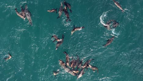 Drone-De-La-Jolla-Cove-Estacionario-Sobre-Una-Manada-Muy-Activa-O-Un-Grupo-De-Focas-Leones-Marinos-Jugando-En-El-Océano-Pacífico