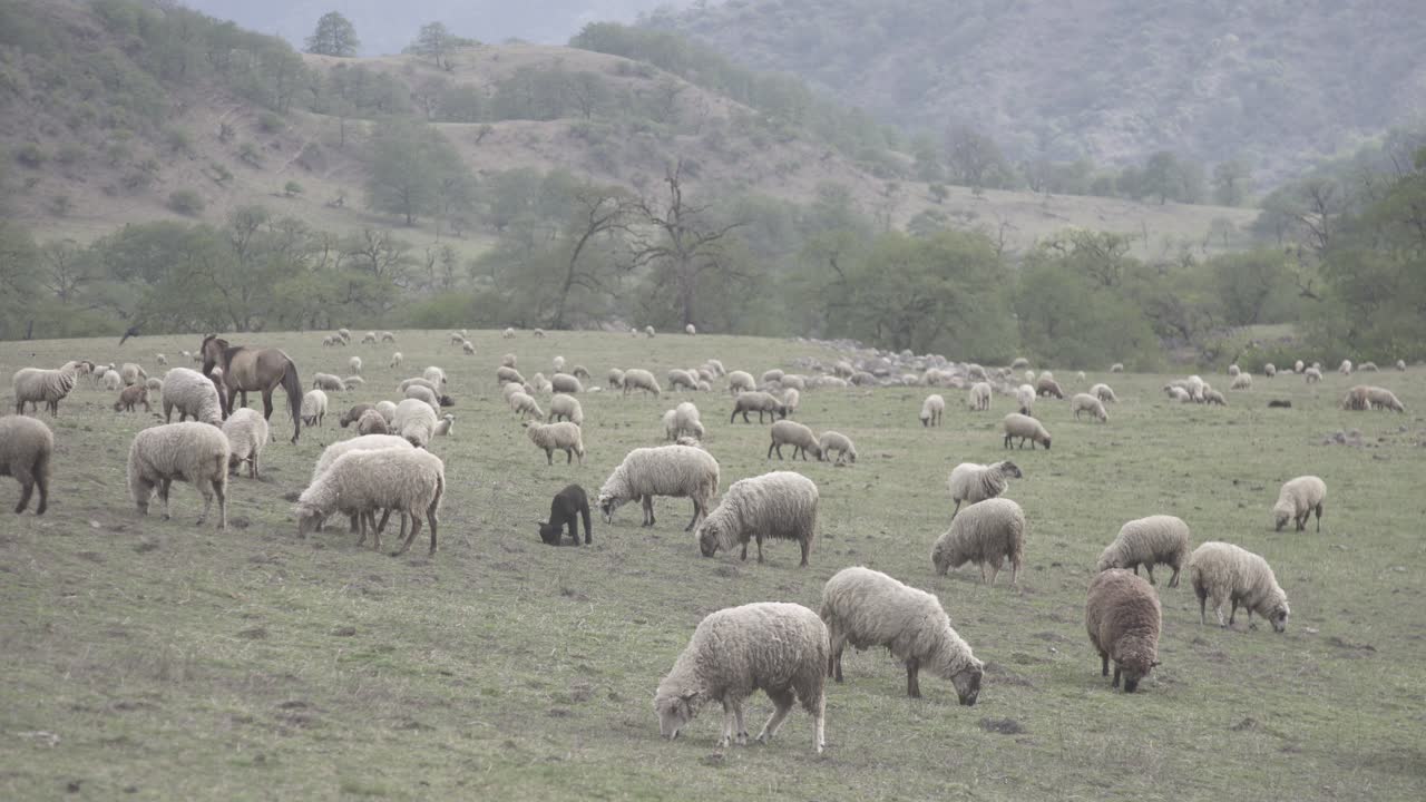 toma estática de un gran rebaño de ovejas pastando a lo largo de verdes praderas rodeadas por una cordillera durante el día