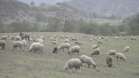 static shot of a large herd of sheeps grazing along green grasslands surrounded by mountain range at daytime