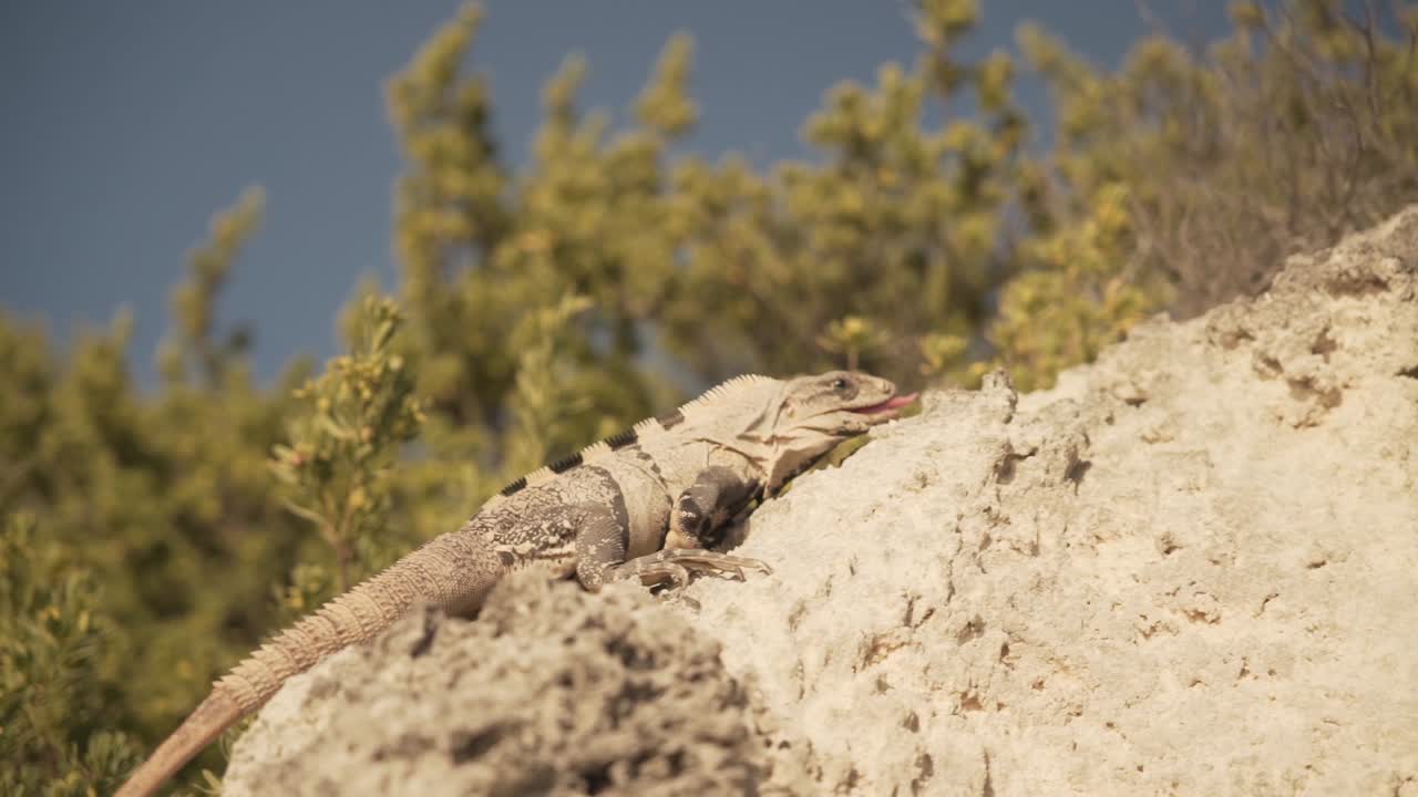 черная шипохвостая игуана карабкается по скалам в солнечный день в мексике