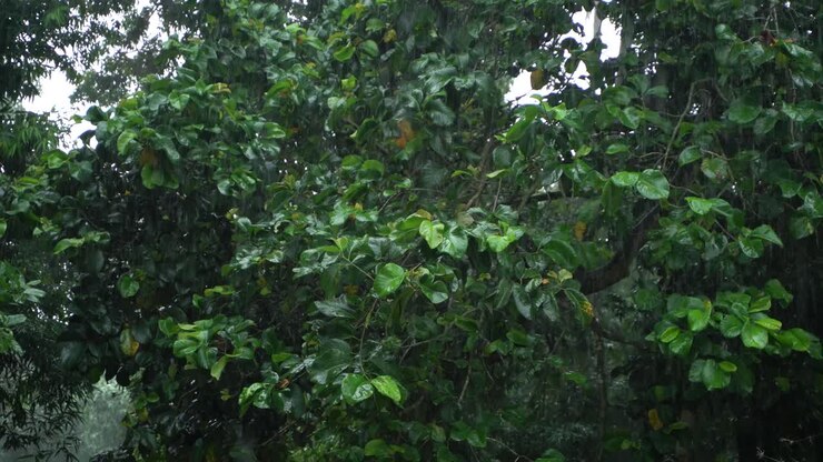 It is raining in the forest