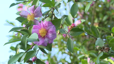 pink camellia blossoms