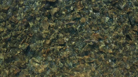 black tip shark swimming on the crystal clear water with rocks and stones at the bottom - aerial shot