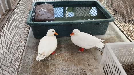 two white ducks in a cage with a water basin