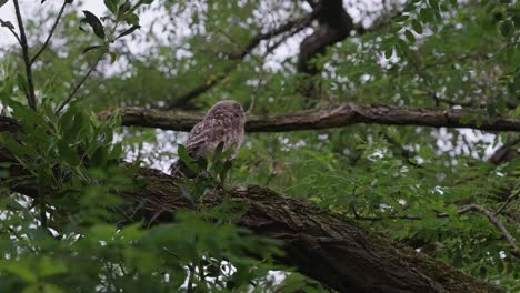 little owl perched on tree branch looking away