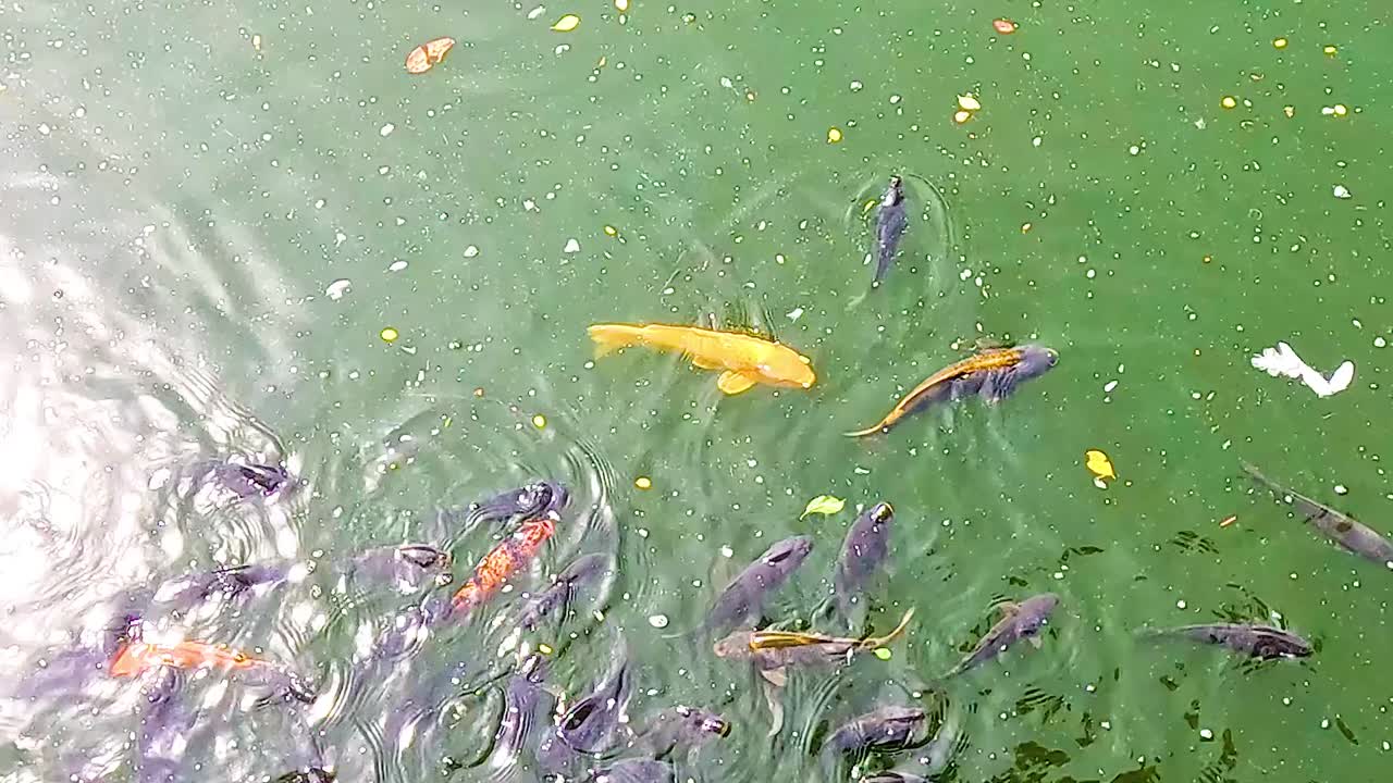 A group of colorful koi fish swim gracefully in a lush green pond, creating mesmerizing ripples.