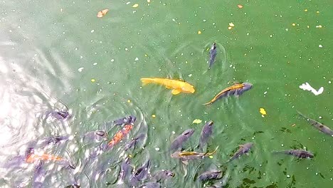 a group of colorful koi fish swim gracefully in a lush green pond, creating mesmerizing ripples.
