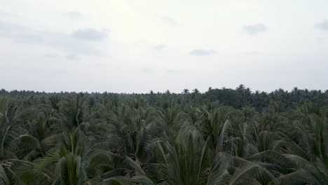 aerial view of a dense tropical coconut palm tree plantation