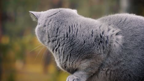 gato británico gris posando en el bosque