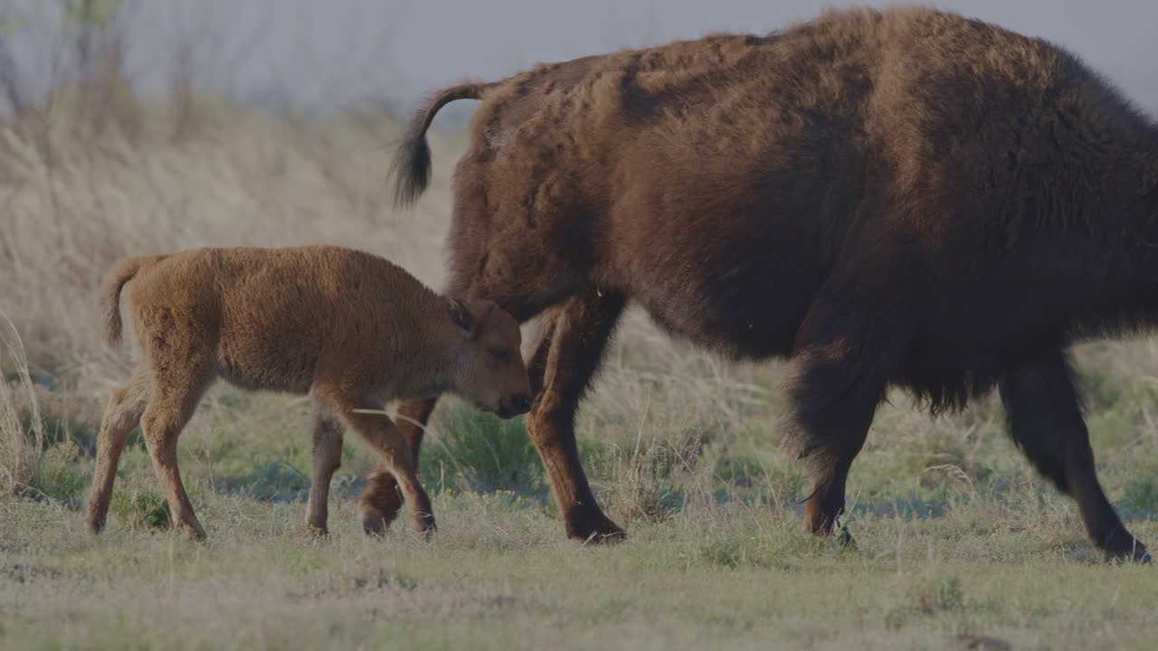 Cucciolo di bisonte che cammina con la madre in un campo