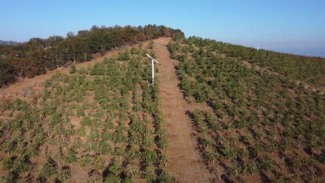 volando sobre los campos de uva de la bodega al principio