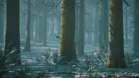 pine forest illuminated by the morning sun on a foggy early spring day