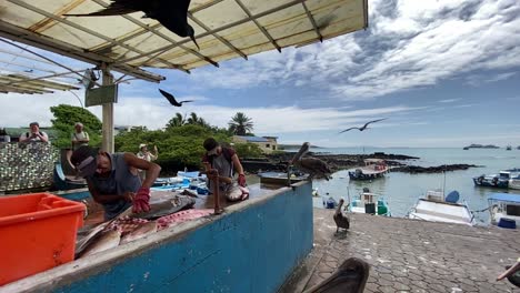 seabirds swarm a fish market in puerto ayora harbor of the galapagos