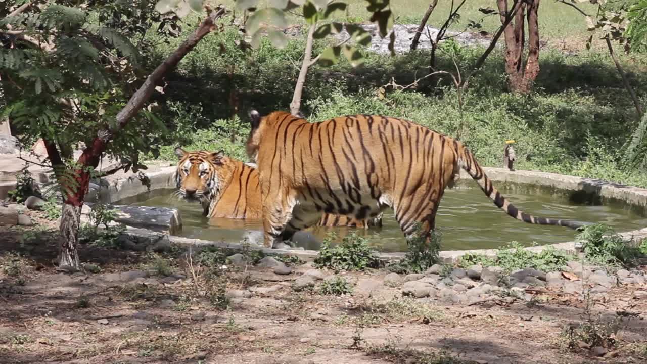 Beautiful Young Indian Bengal tigers making love and enjoying summer in water pond in zoo park