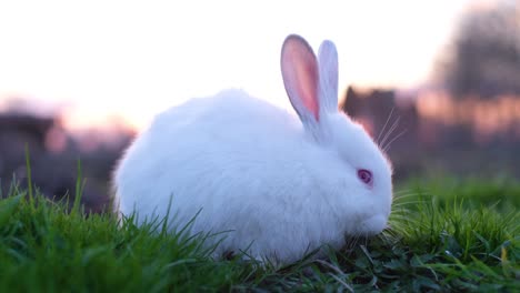 white rabbit with red eyes he walks on the bright green grass in the garden