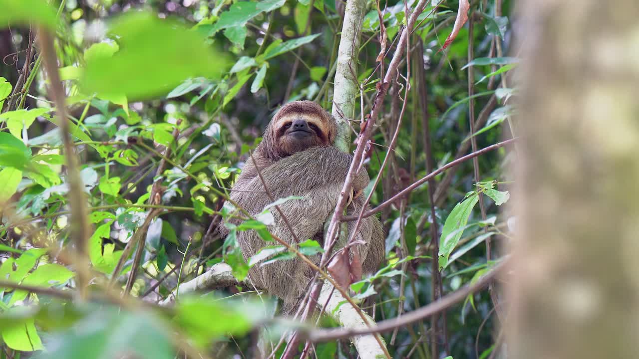 Adorable sloth looks at camera through green foreground jungle foliage