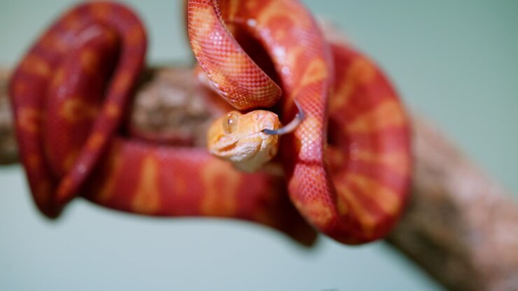 Colorful snake moving slowly, its tongue flicking in slow motion, showcasing its detailed scales