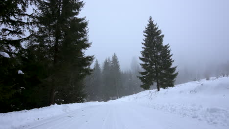 Wind-blowing-trees-during-snowy-winter-day