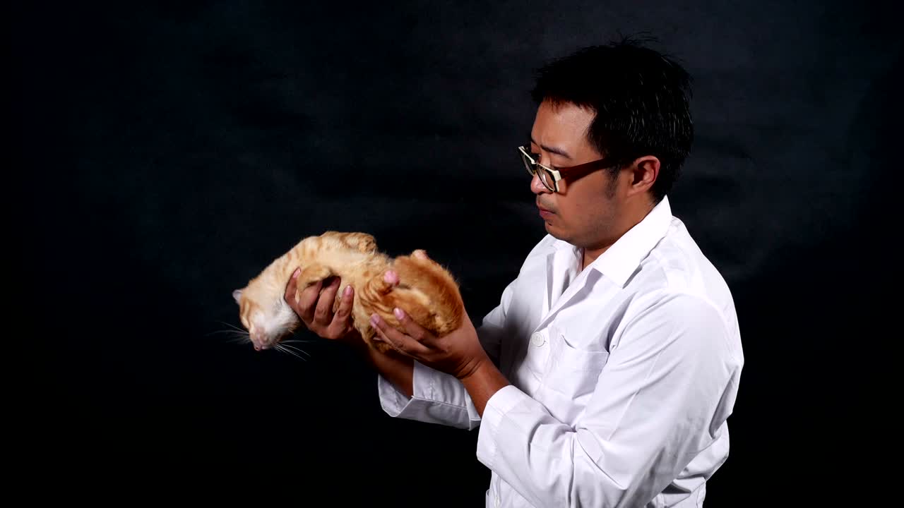 el veterinario masculino lleva y juega con un gato con cuidado.