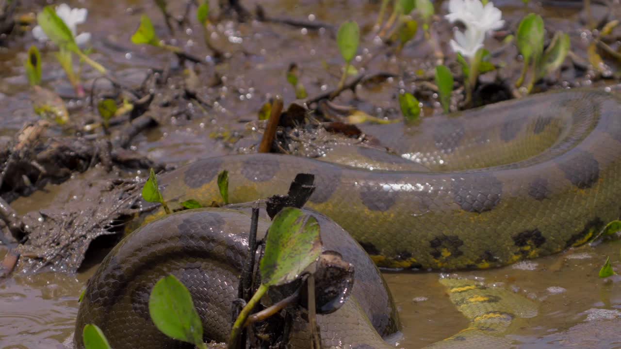 un anaconda géant boueux se déploie et crache une partie de sa nourriture