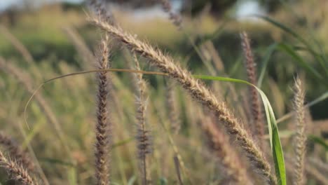 Mythisches-Gras,-Das-Im-Wind-Weht