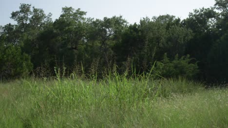 Hohes-Gras-Auf-Einer-Lichtung,-Die-Sich-An-Einem-Sonnigen-Tag-Im-Texas-Hill-Country-Im-Wind-Wiegt