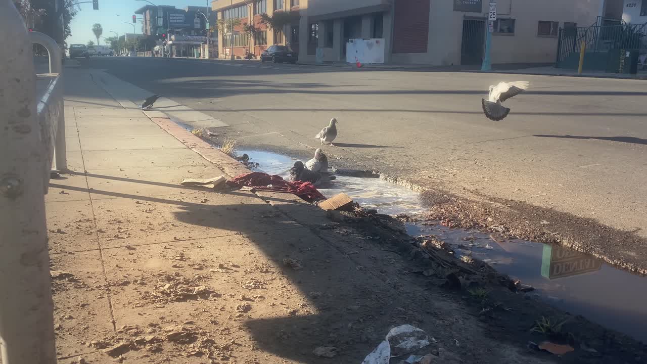 Palomas volando para bañarse en un charco sucio en San Diego mientras pasa la sombra de un peatón.