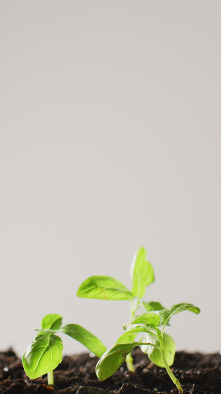 Vertical video of green seedlings growing in dark soil, on grey background with copy space