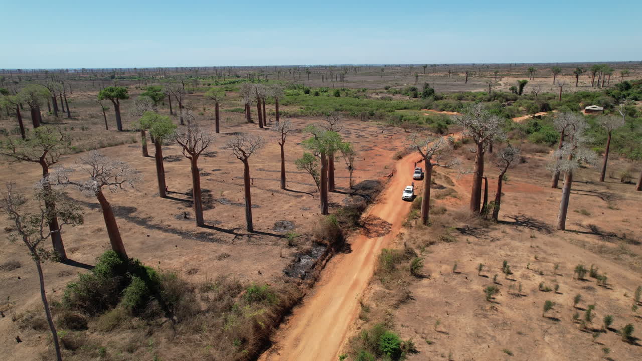 A high drone pan reveals the curved red road flanked by towering baobab trees in Beroboka, Madagascar. Captures rural scale and landscape contrast from above