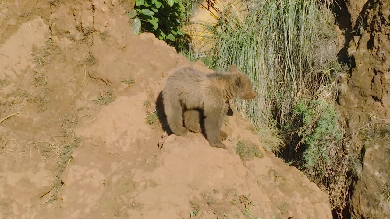 vista aérea del oso escalando el borde de un acantilado durante un día caluroso