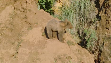 aerial view of bear climbing the edge of a cliff during a hot day