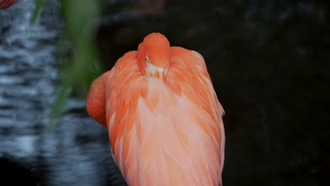 pretty birds at the zoo - american flamingo also known as carribean flamingo - sleeping flamingo tucking its head and beak on its beautiful feathered wings - closeup shot