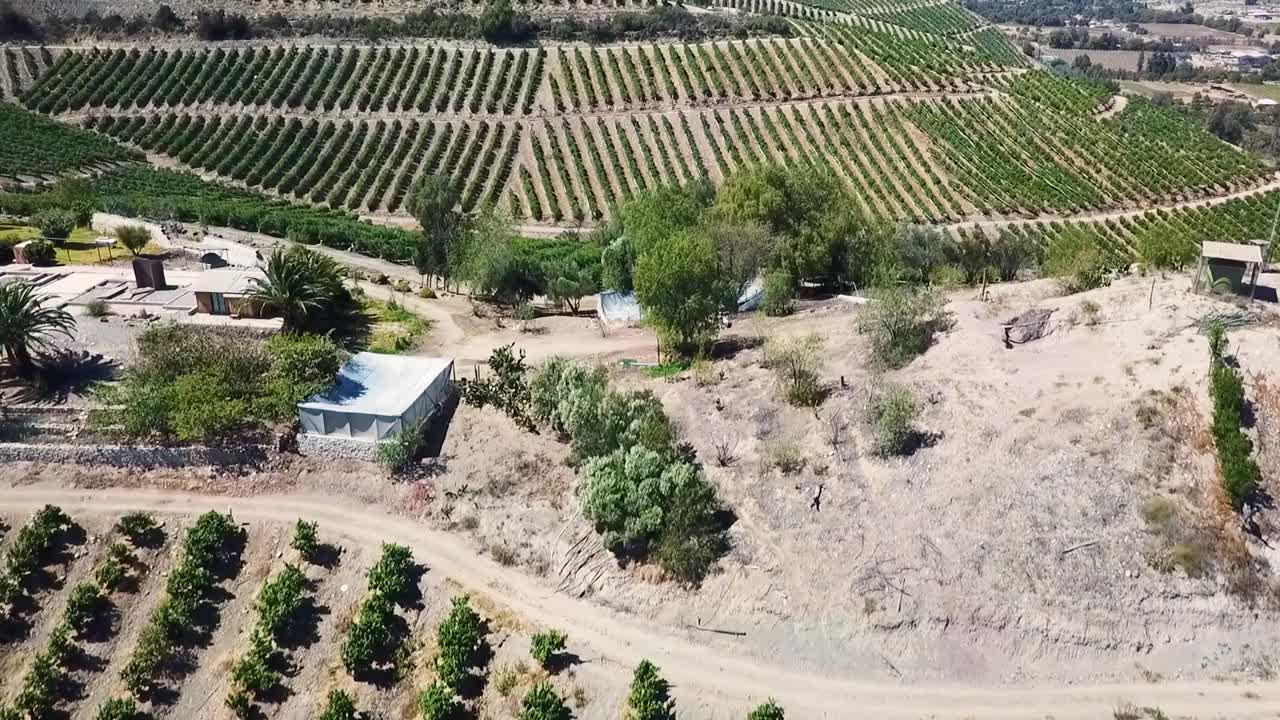 drone revelando pasada ladera de viñedos en chile