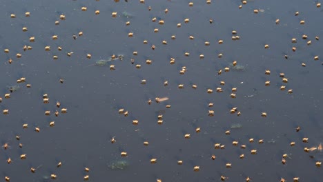 dipterans flying and floating on the dirty pond water in firmat, santa fe