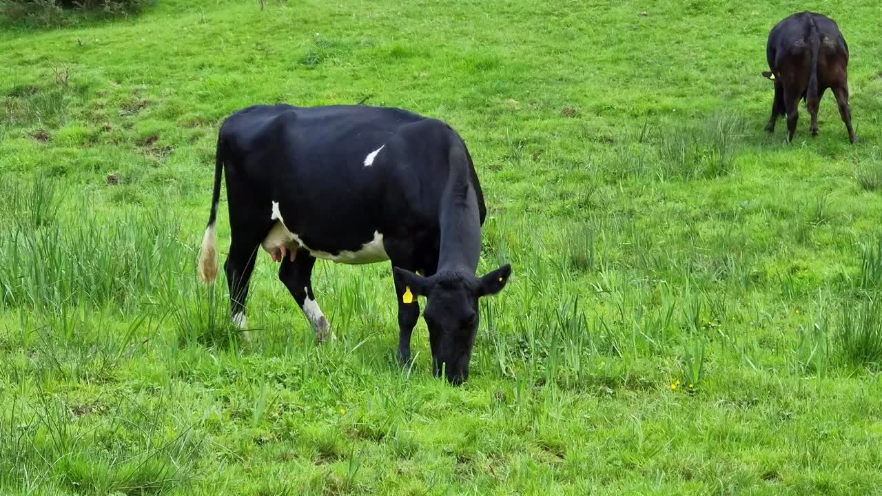 Sapi-sapi berdiri merumput di lereng bukit padang rumput pertanian pedesaan Wales Utara