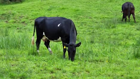 Cows-standing-grazing-on-rural-North-Wales-meadow-farmland-hillside