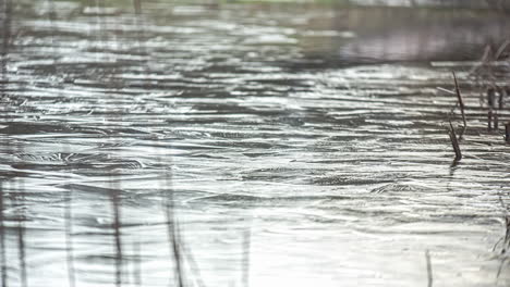 static view of freezing of the water on the surface of a lake in timelapse