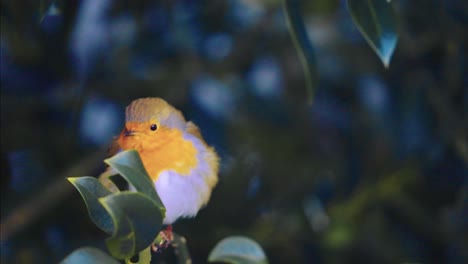 robin bird flying off a holly shrub